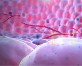 Video: Ebola MOA