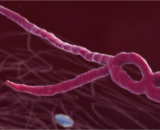 Latest News: About Ebola