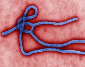 A comprehensive guide about the ebola virus